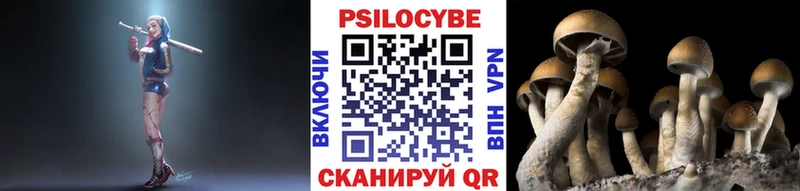 omg зеркало  Грайворон  Галлюциногенные грибы Psilocybine cubensis 